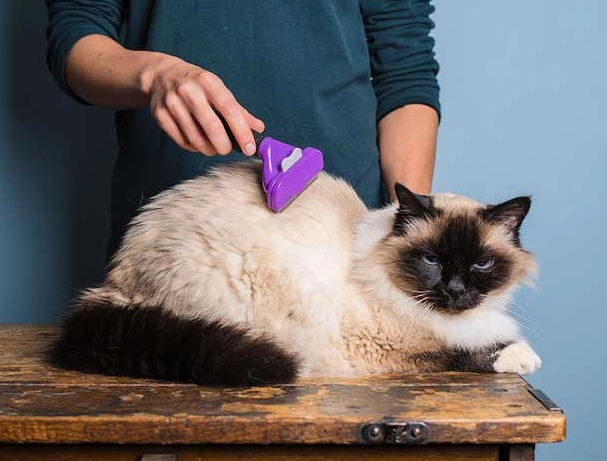 low shedding cats