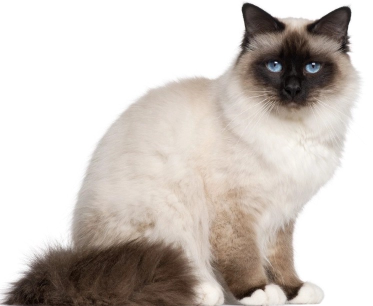low shedding cats