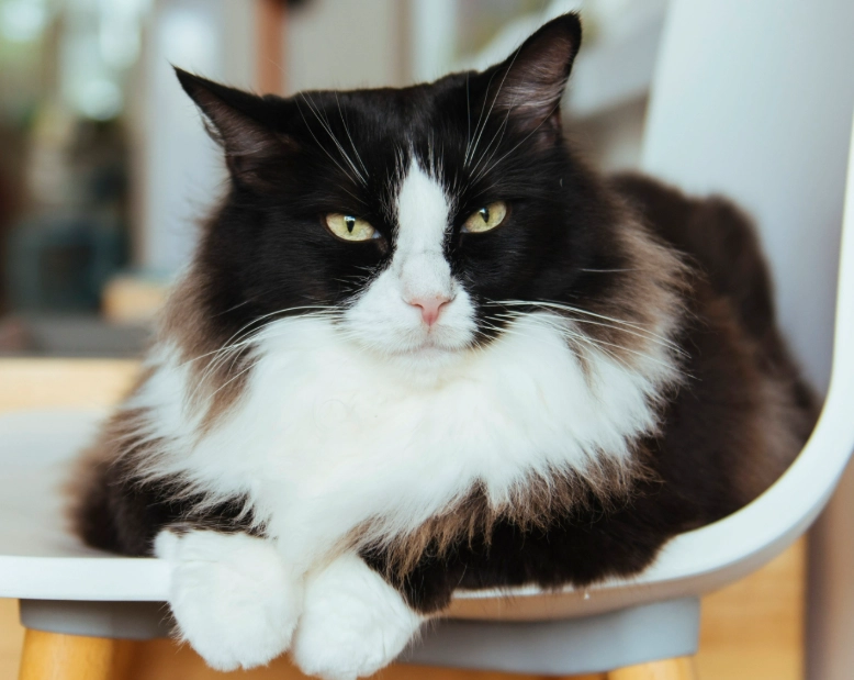 tuxedo cat coat pattern