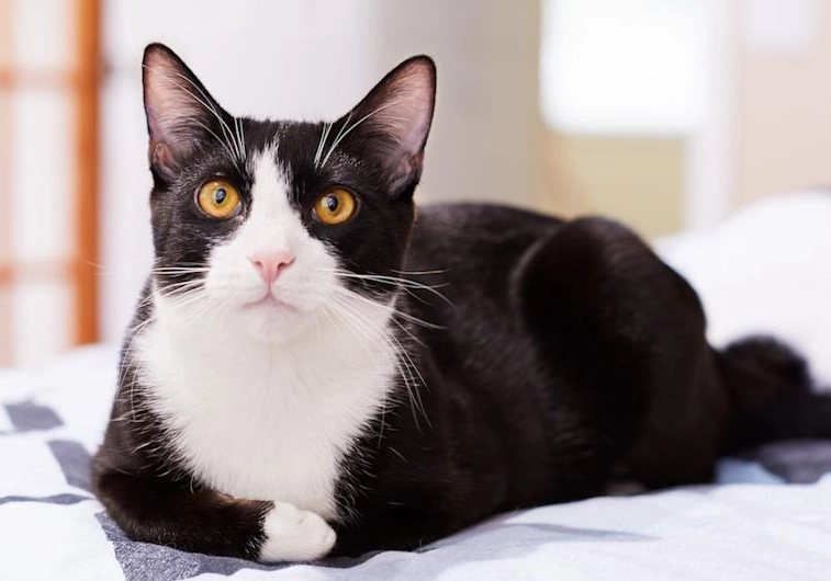 tuxedo cat coat pattern