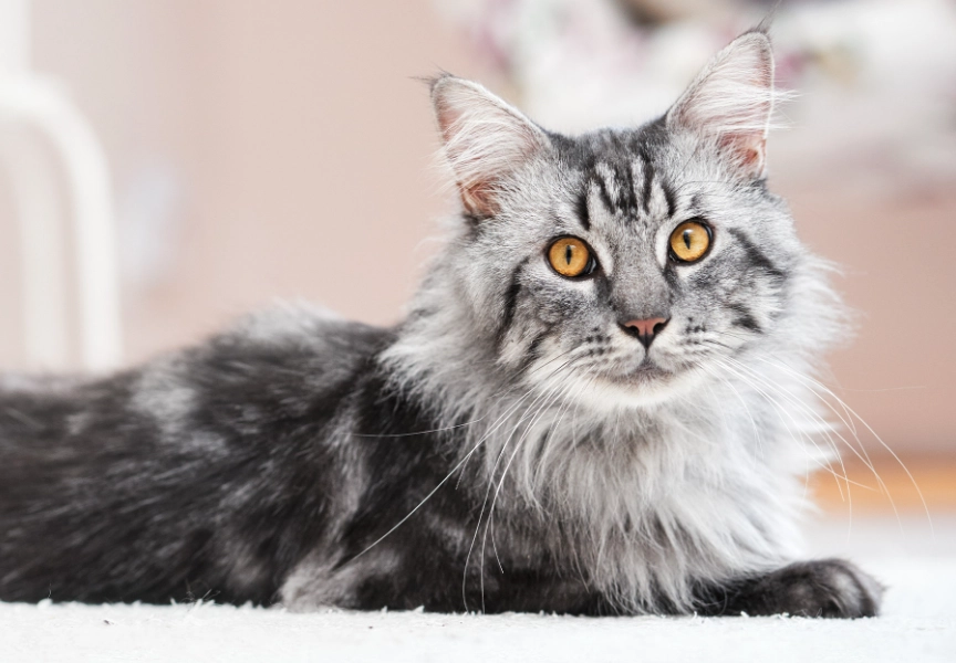 Maine Coon adoption California