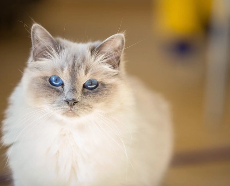expensive cat breeds