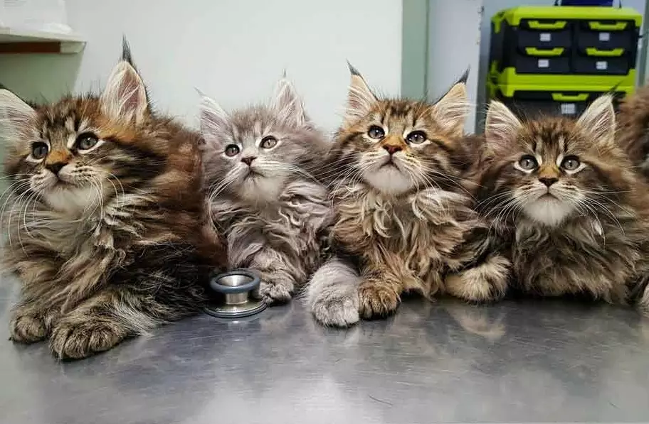 adopt Maine Coon cat