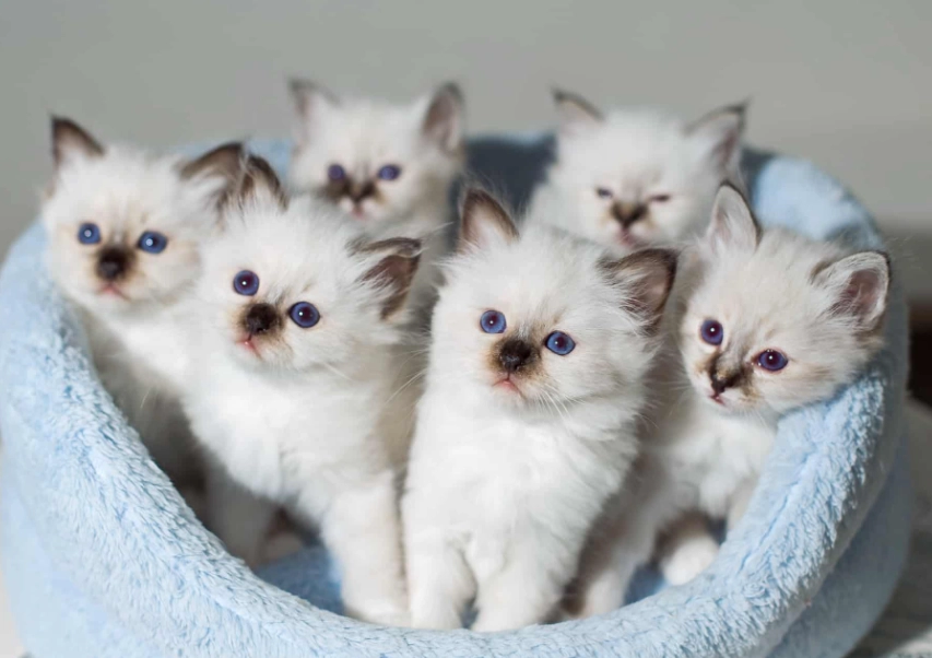 Birman cat cost