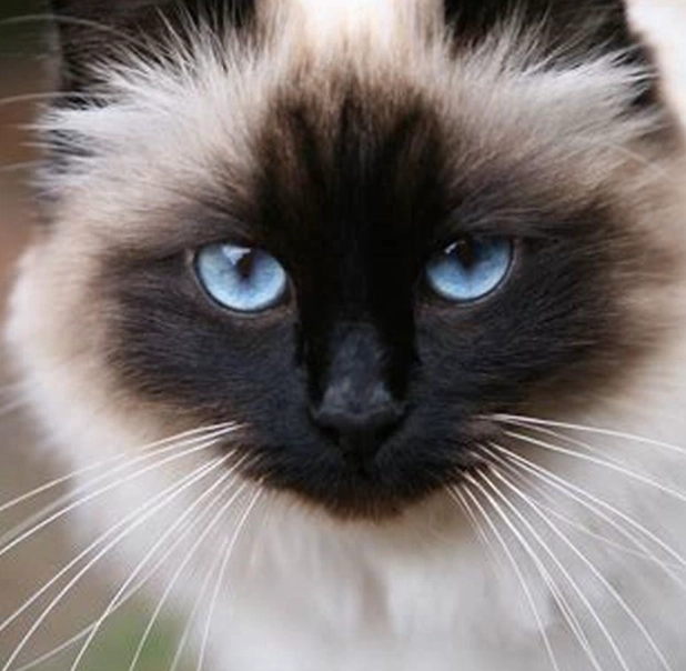 Birman cat cost