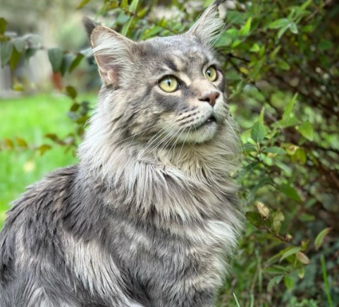 adopt Maine Coon cat