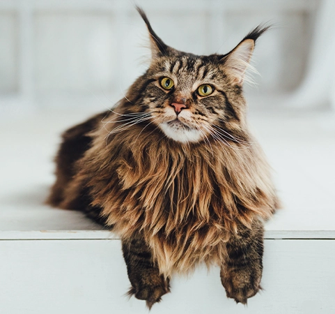 Maine Coon rescue California