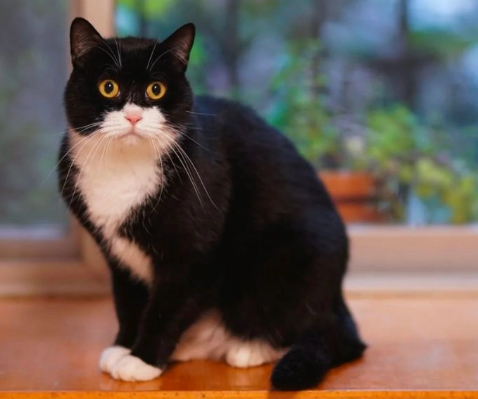 tuxedo cat genetics tuxedo cat genetics