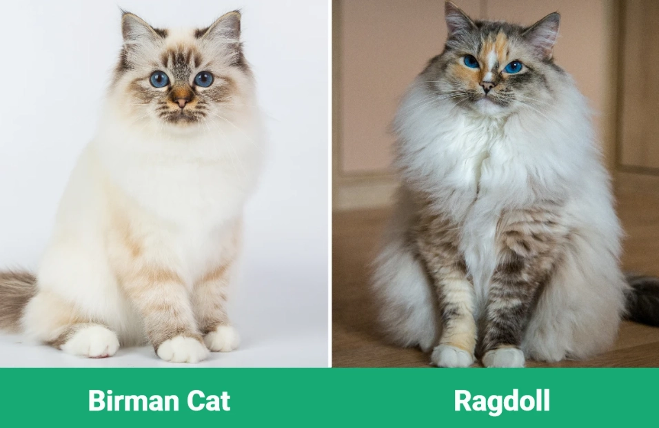 Birman Ragdoll difference