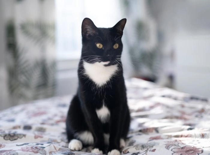are tuxedo cats male are tuxedo cats male
