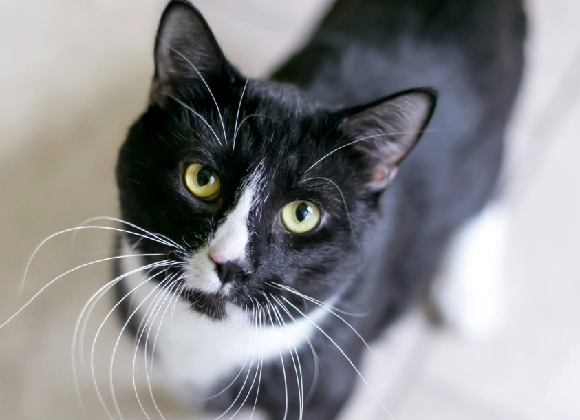 are tuxedo cats male are tuxedo cats male