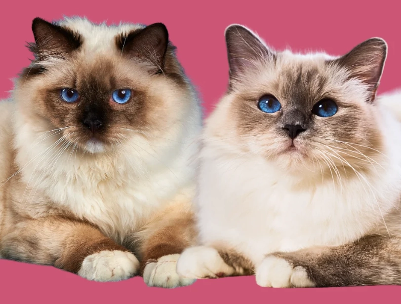 Birman Ragdoll difference