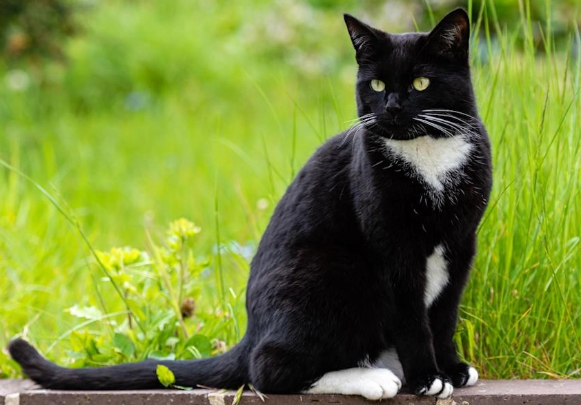 tuxedo cat gender tuxedo cat gender