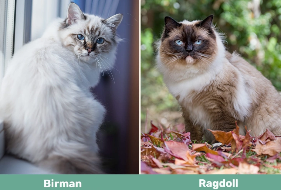 Birman vs Ragdoll