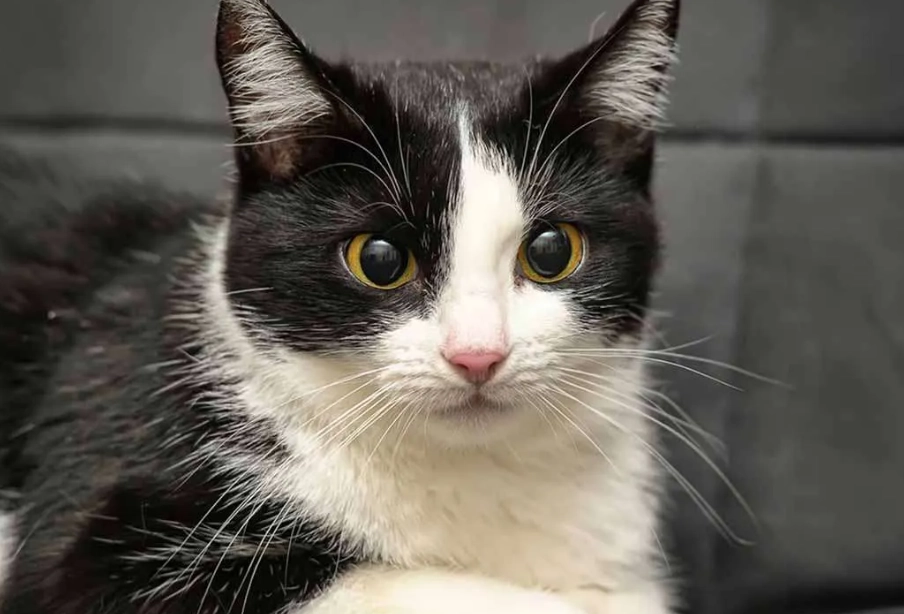 Are tuxedo cats usually male