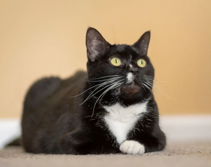 tuxedo cat genetics tuxedo cat genetics