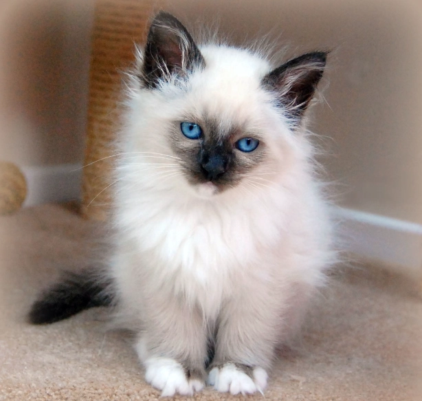 Birman cat breeders