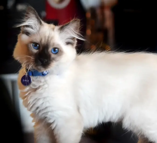 Birman kittens for sale
