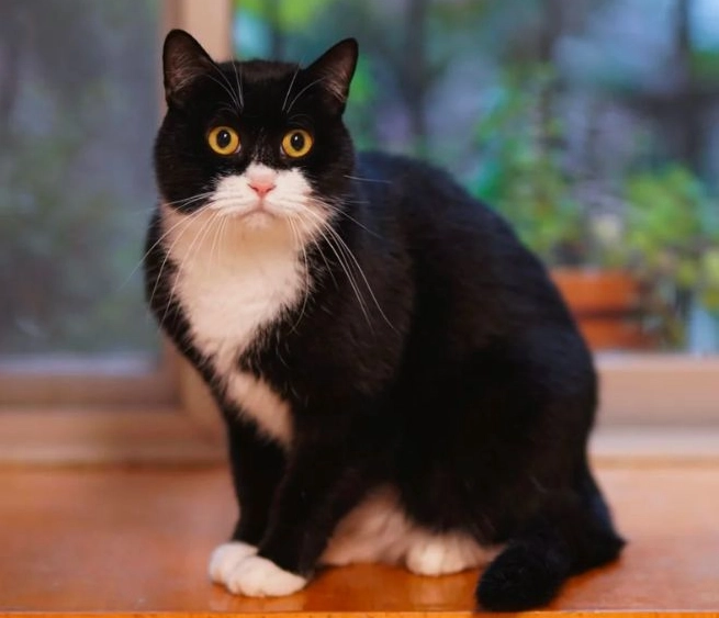 smart cat breeds