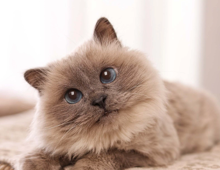 Birman cat breeders