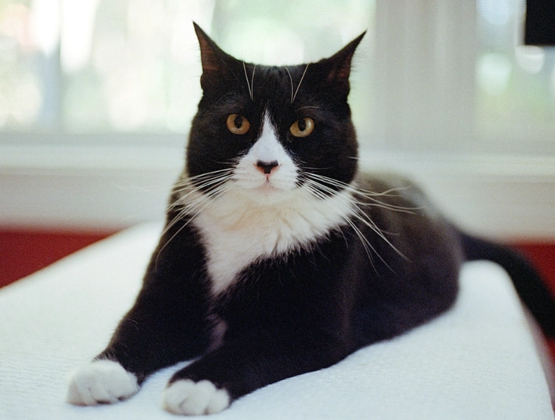 are tuxedo cats smart
