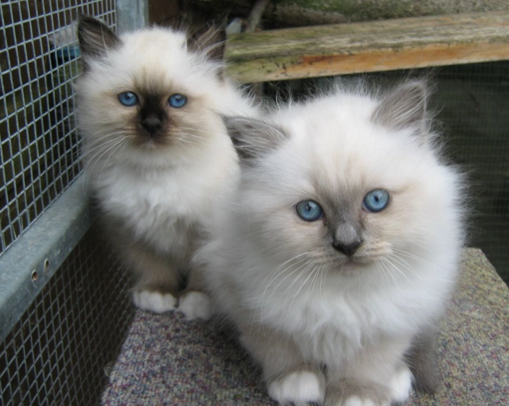 Birman cat breeders