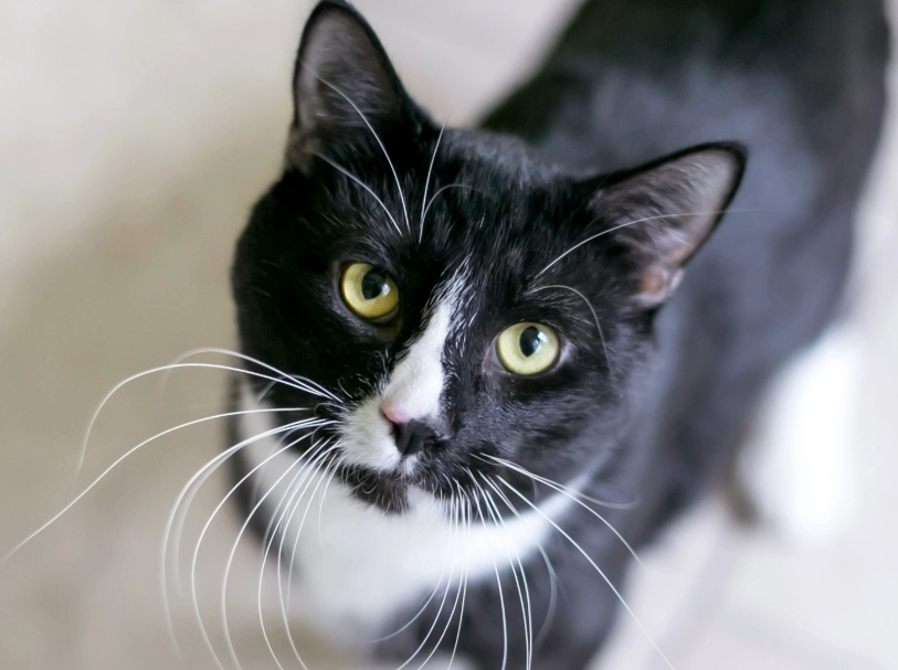 tuxedo cat intelligence