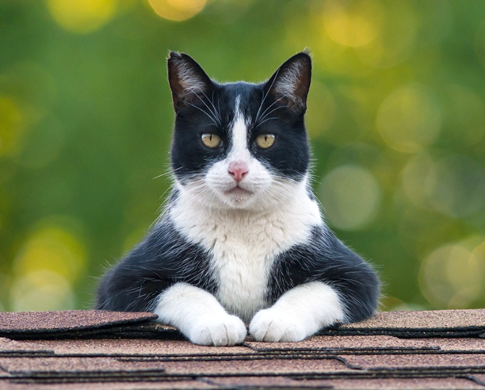 smart cat breeds