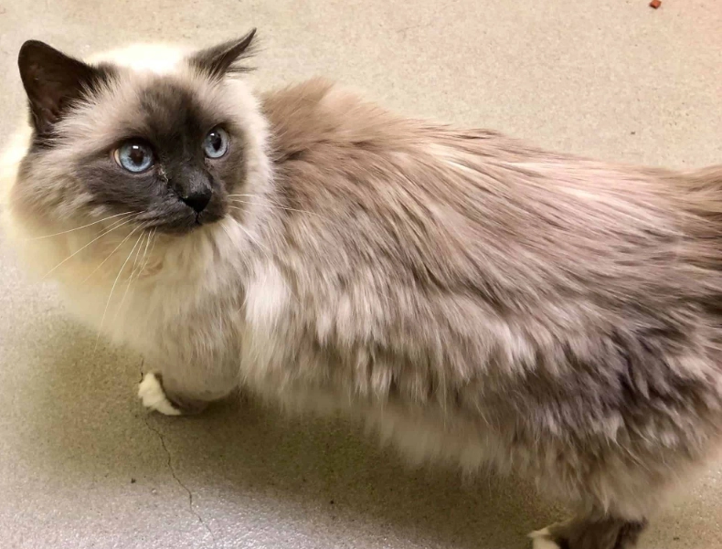 Birman kittens for sale