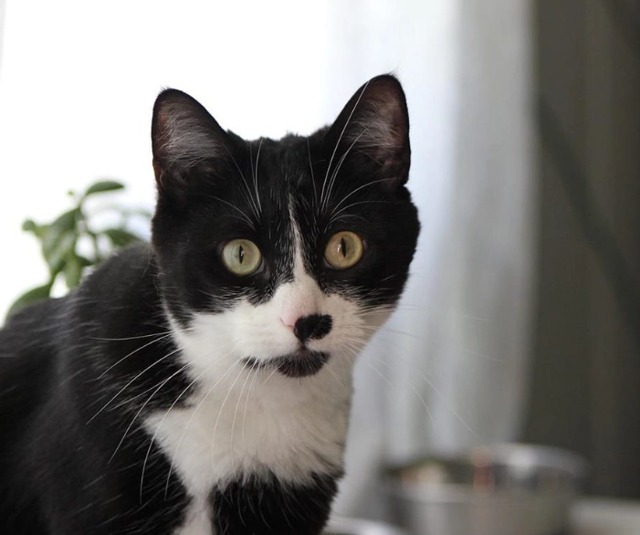 tuxedo cat intelligence