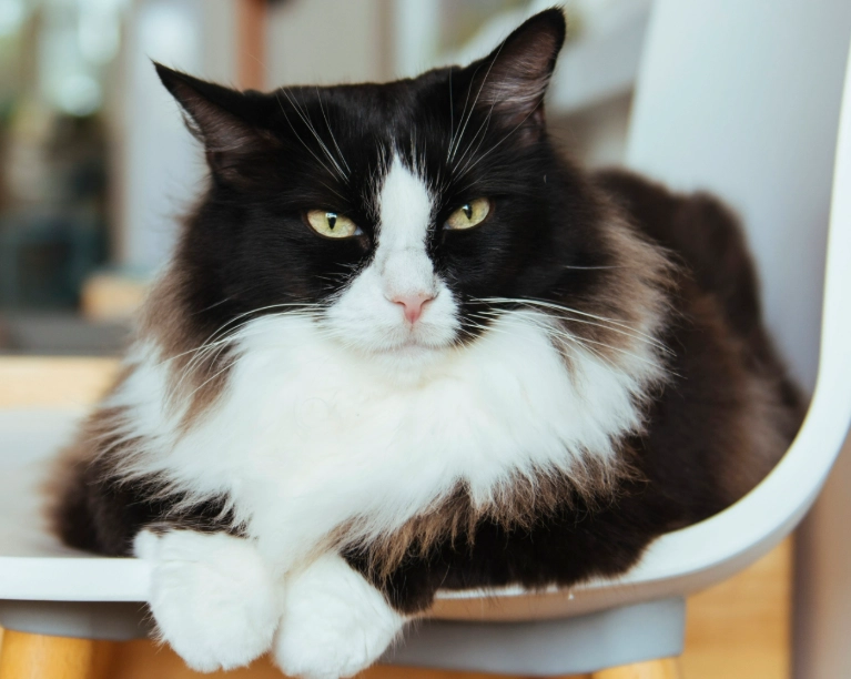 are tuxedo cats smart