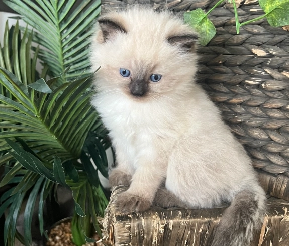 Birman kittens for sale