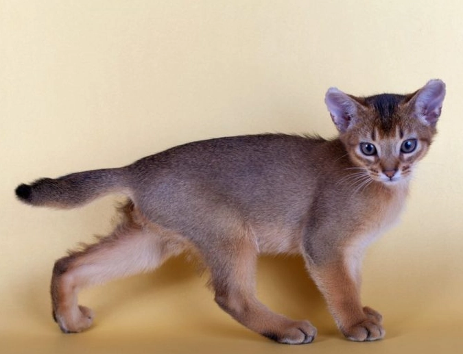expensive cat breeds