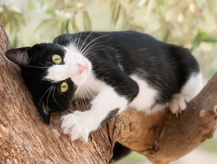 tuxedo cat rarity tuxedo cat rarity