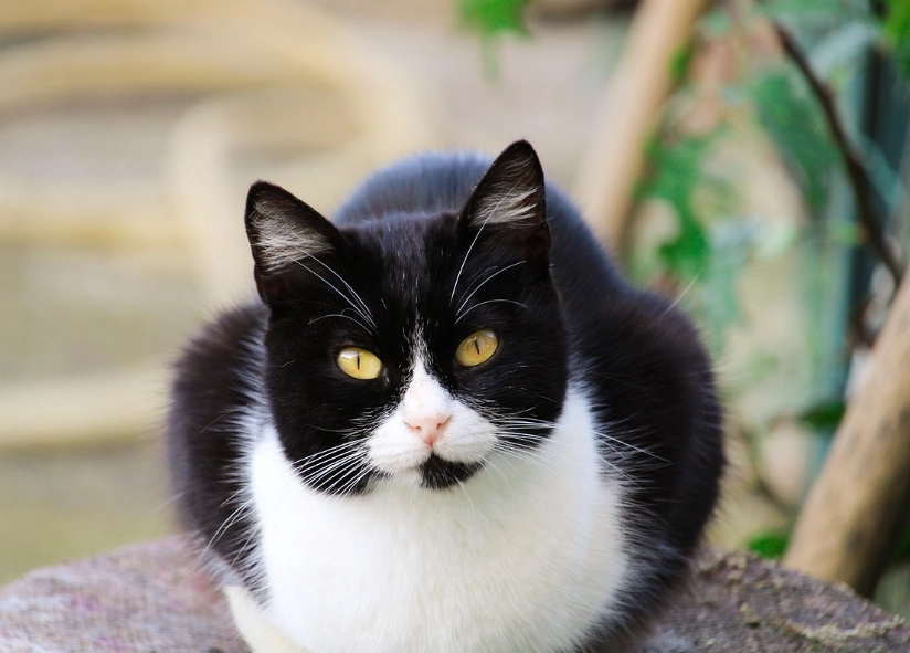tuxedo cat genetics tuxedo cat genetics