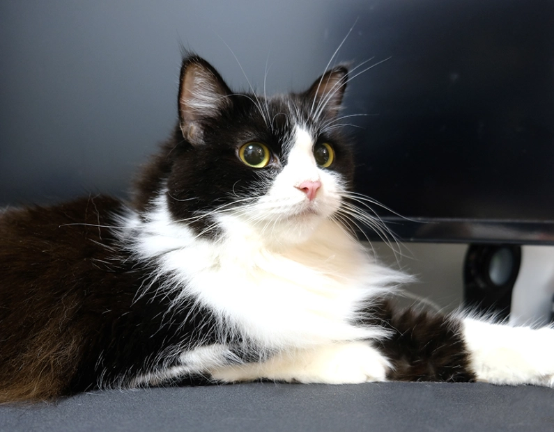 black and white cat coat black and white cat coat