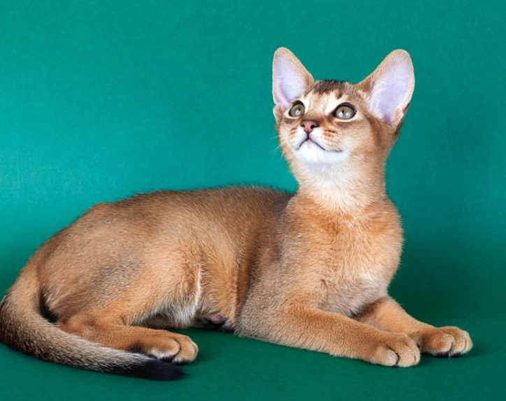 Are Abyssinian cats expensive