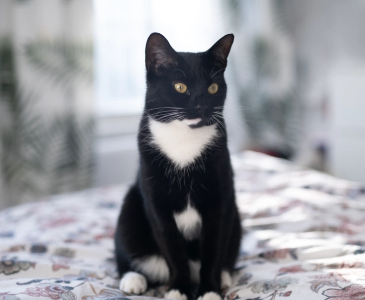 tuxedo cat genetics tuxedo cat genetics